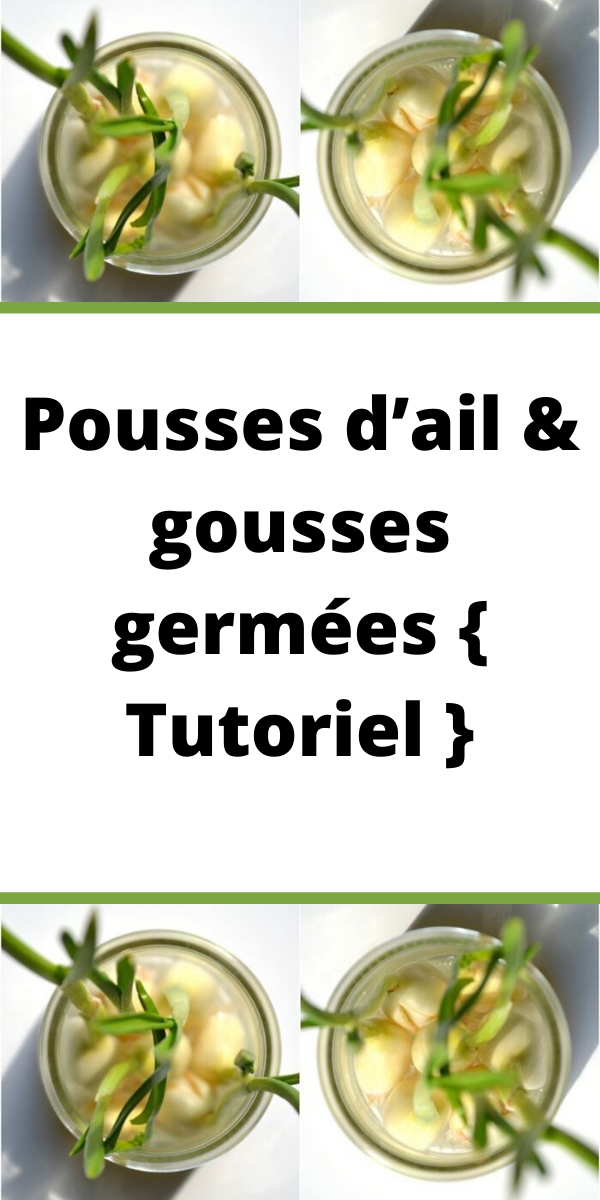 Gousse d'ail vs tête d'ail